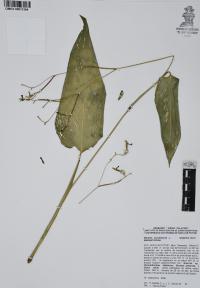 Maranta arundinacea image